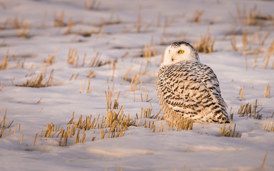 Snowy owl in the winter