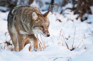 Coyote in the winter