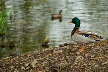 A male Mallard duck on the banks of a pond in Washington state, USA
