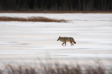 Fototapeta na wymiar Coyote in the winter