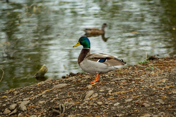 A male Mallard duck on the banks of a pond in Washington state, USA