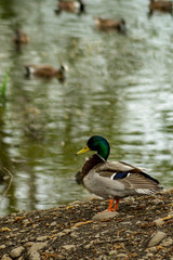 A male Mallard duck on the banks of a pond in Washington state, USA