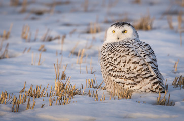 Snowy owl in the winter