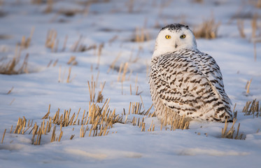 Snowy owl in the winter