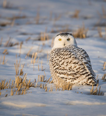 Snowy owl in the winter
