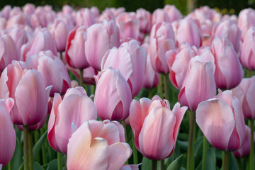 Fototapeta premium Macro photo of pink tulips at Keukenhof Gardens, Lisse, South Holland, Netherlands. Keukenhof is known as the Garden of Europe.