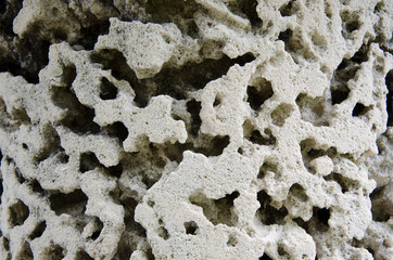 Coral Texture