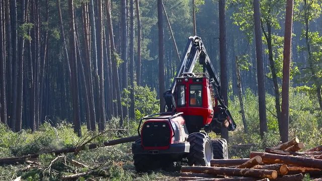 The operation of the machine for cutting wood, harvesting lumber for production