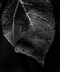 Black and White Leaf