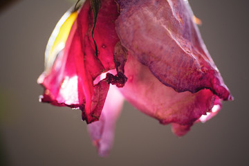 Dried Rose