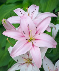 Pink Lily