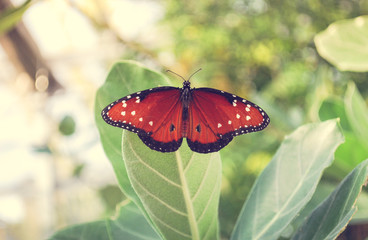 Monarch Butterfly on Leaf