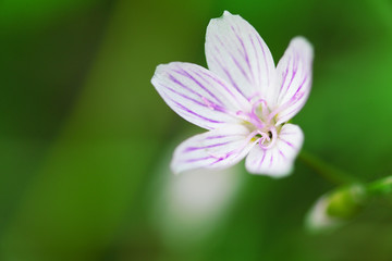 Flowering Weed