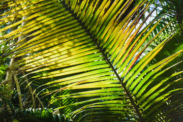 Coconut big leaf with shining though sun