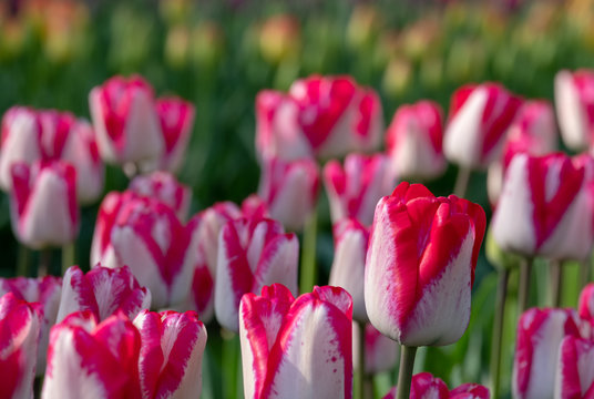 Macro photo of pink tulips at Keukenhof Gardens, Lisse, South Holland, Netherlands. Keukenhof is known as the Garden of Europe.