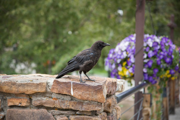 Crow