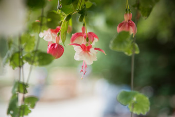 Pink and White Columbines