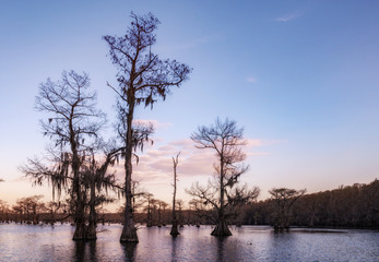 Sunset at the lake with tall bald cypress with hanging spanish moss