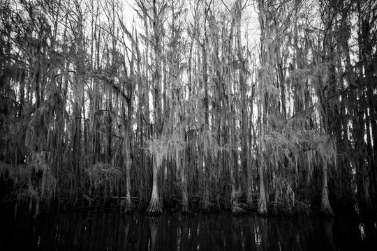 Black and White Bald cypress trees in the swamp at Caddo Lake