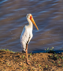 Yellow-billed Stork