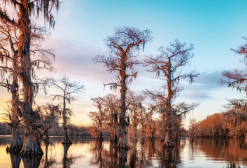 Sunset lit spanish moss hanging from bald cypress trees on Caddo Lake
