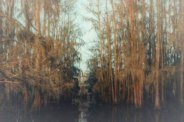 Creepy bald cypress trees with overhanging spanish moss at Caddo Lake