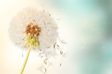 Dandelion with blowing seeds, on  background
