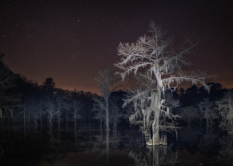 Creepy Bald cypress tree at night in the swamp - obrazy, fototapety, plakaty