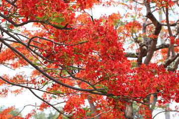 red peacock flower in summer