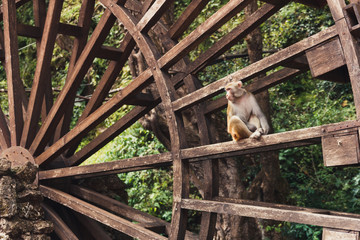 Macaque monkey on wooden wheel