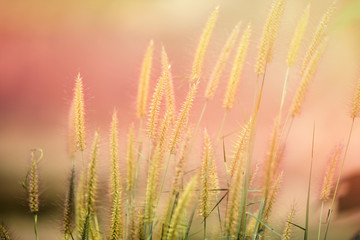 Mission grass flower or Pennisetum pedicellatum grass meadow sunset in the garden