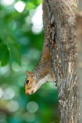 Naklejka na ściany i meble Squirrel climbing a tree trunk with green, leafy bokeh background