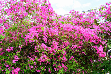 Obraz premium Pink bougainvillea flower beautiful blossoming in the garden park