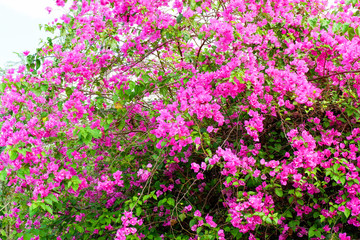 Obraz na płótnie Canvas Pink bougainvillea flower beautiful blossoming in the garden park