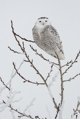 Snowy owl in the winter