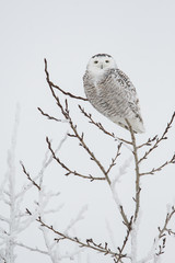 Snowy owl in the winter