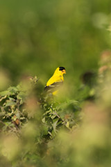Obraz premium An American Goldfinch perched among green bushes and shrubs, Tarrytown, Upstate New York, NY