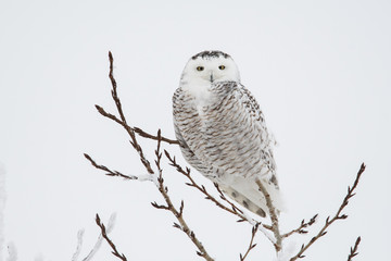 Snowy owl in the winter