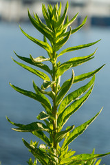 Leafy tall green plant on the shore of the Hudson River against a bokeh background, Tarrytown, Upstate New York, NY, USA