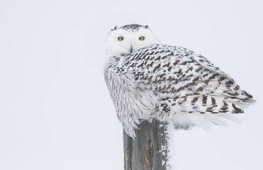 Snowy owl in the winter