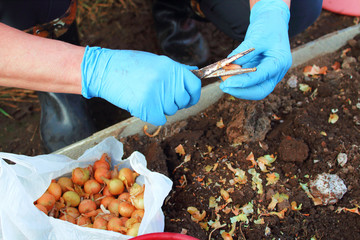 Woman cleans onions before planting. Close-up. Background.
