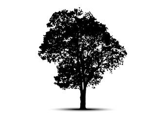 tree silhouette isolated on white background.