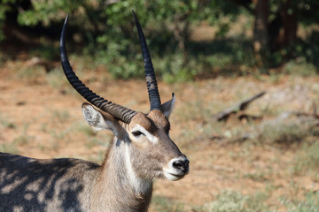 Wasserbock / Waterbuck / Kobus ellipsiprymnus