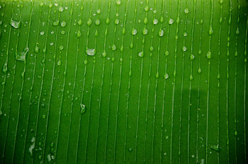 Bright Green Leaf with water