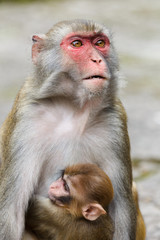 Mother macaque monkey with a baby