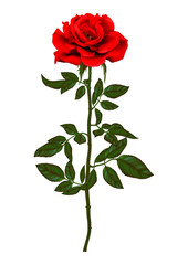 Fototapeta premium beautiful bouquet with red roses and leaves. Floral arrangement.design greeting card and invitation of the wedding, birthday,Valentine's Day, mother's day and other holiday.