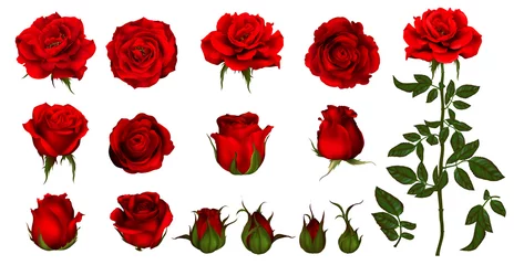 Fototapete Blumen Rosenblütensatz der blühenden Pflanze. Gartenrose isolierte Ikone der roten Blüte, des Blütenblattes und der Knospe mit grünem Stiel und Blatt für romantische Blumendekoration, Hochzeitsblumenstrauß und Valentinsgrußkarte