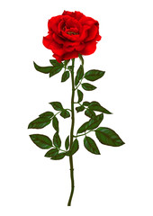 beautiful bouquet with red roses and leaves. Floral arrangement.design greeting card and invitation of the wedding, birthday,Valentine's Day, mother's day and other holiday.