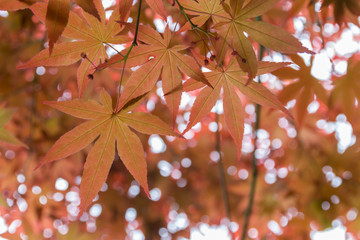 Orange maple leaves on the tree from China, Worm's-eye