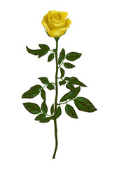 Collection  Realistic  Rose  Isolated on White Background